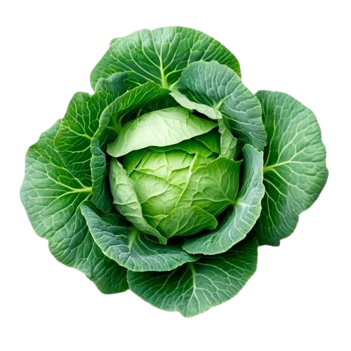 Picture of a head of cabbage